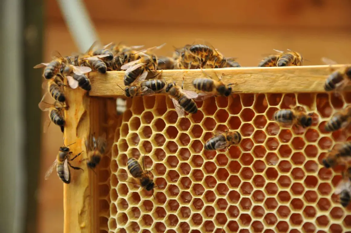 Jak zażywać propolis: skuteczne metody i dawkowanie dla zdrowia