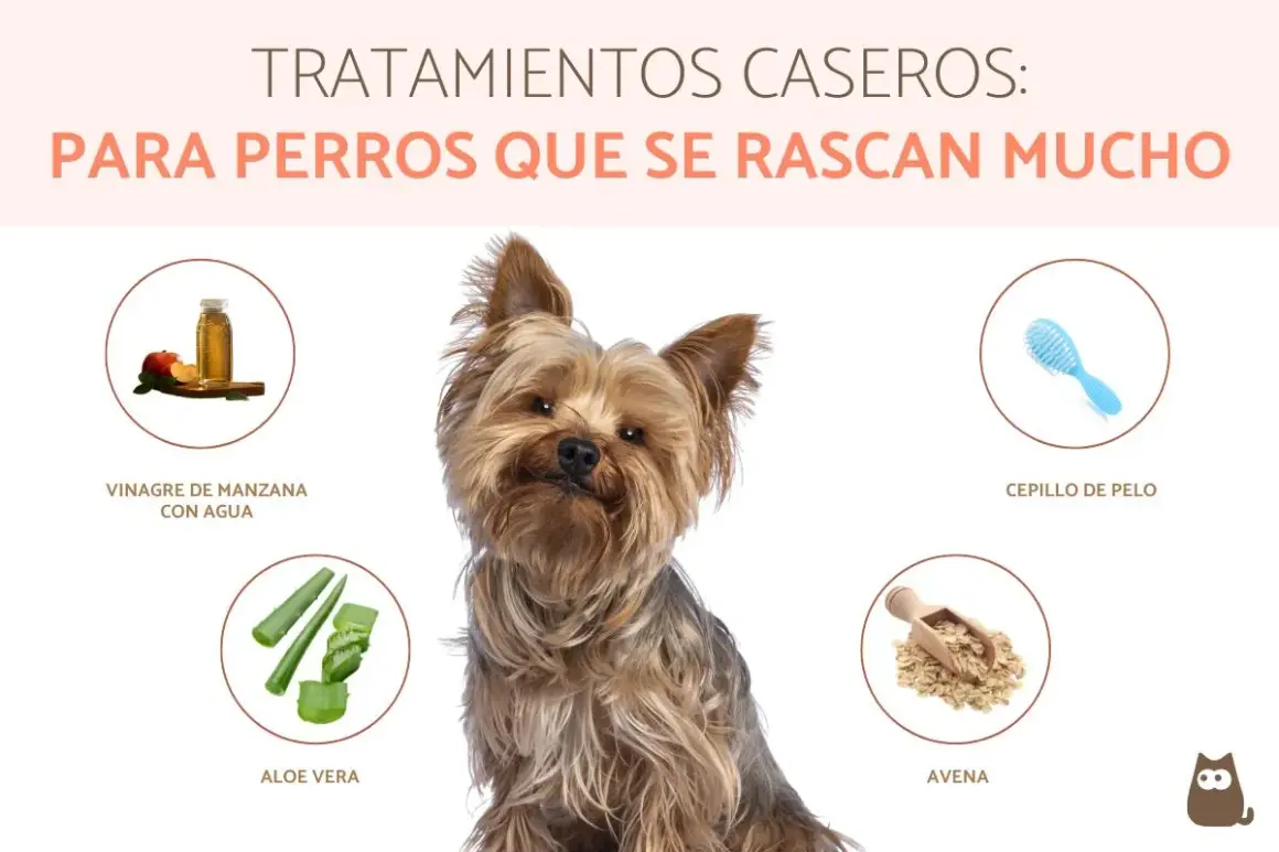 Perro Yorkshire con remedios caseros para pulgas: vinagre de manzana, aloe vera, avena y cepillo.