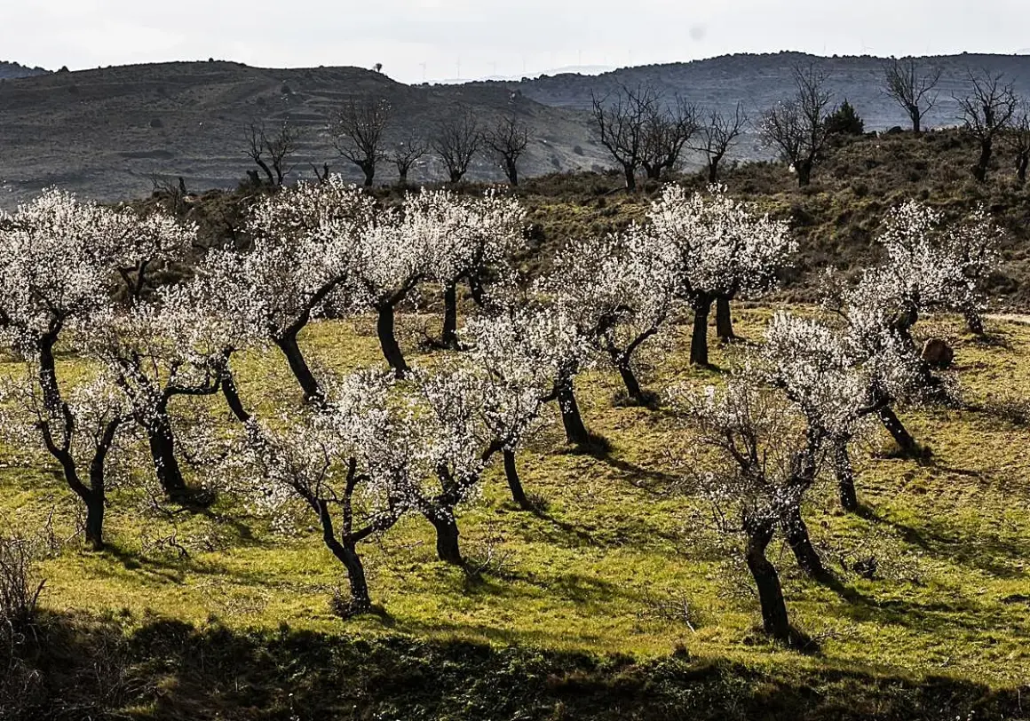 Un mirador de los almendros en flor, con árboles blancos cubriendo una ladera verde. Al fondo, colinas oscuras y molinos de viento.
