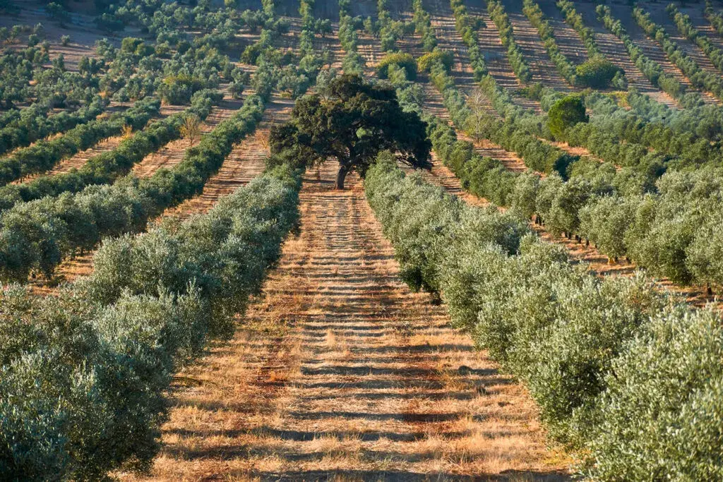 Cuándo plantar olivos: la clave para un cultivo exitoso y saludable