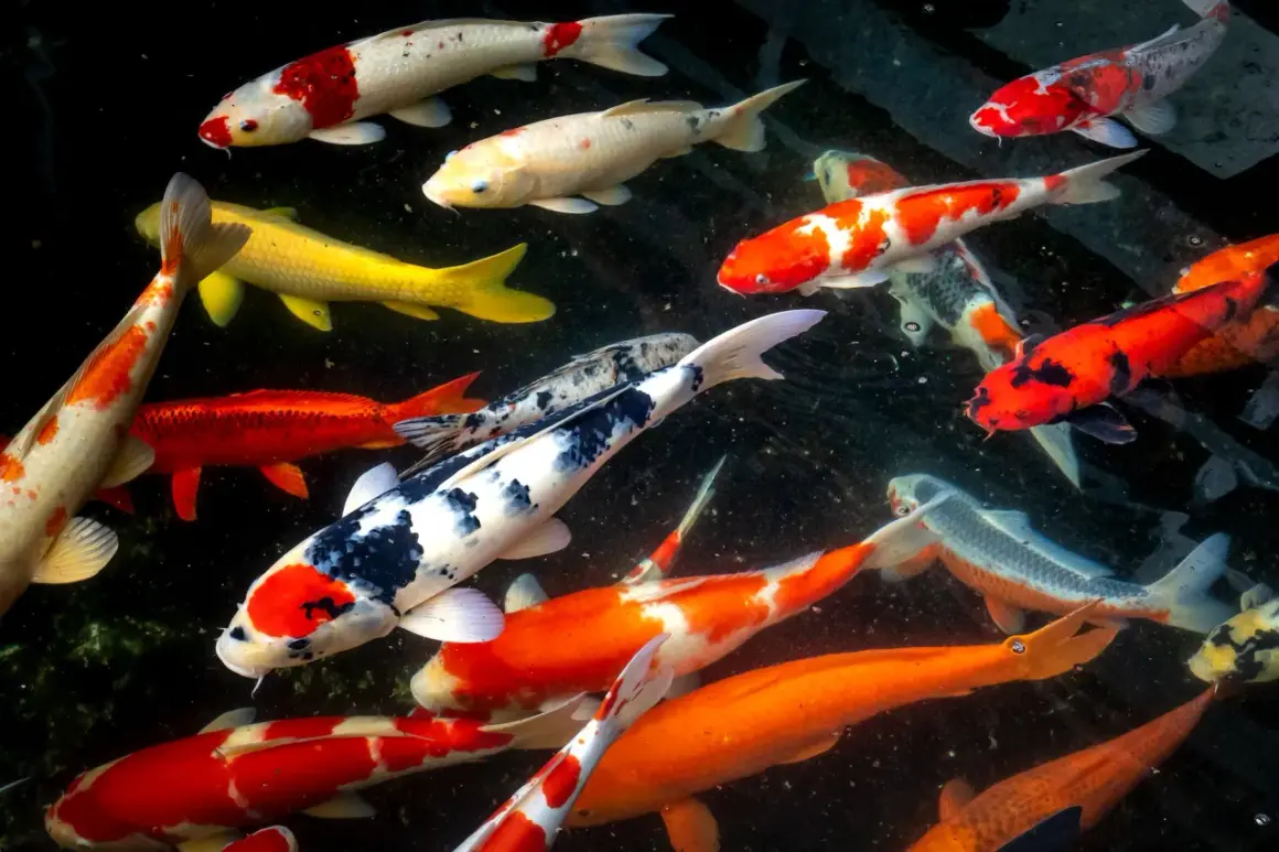 Un banc de carpes koi de différentes tailles et couleurs nage dans un étang sombre.