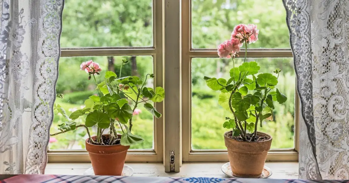 Två rangliga pelargoner med rosa blommor står i krukor på en fönsterbräda. Utanför fönstret syns en grönskande trädgård.