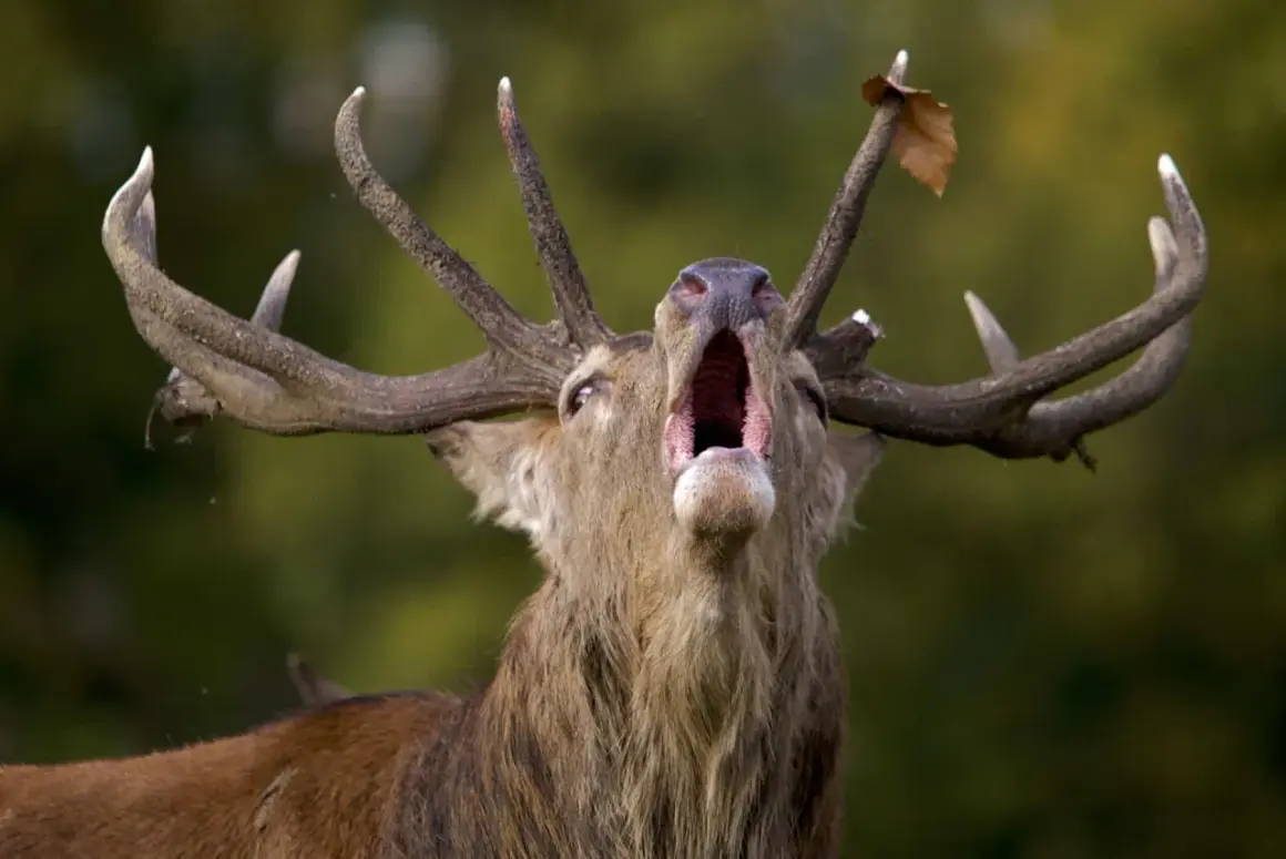 Un ciervo macho con astas impresionantes emite un potente bramido, anunciando la llegada de **la berrea** en el bosque.
