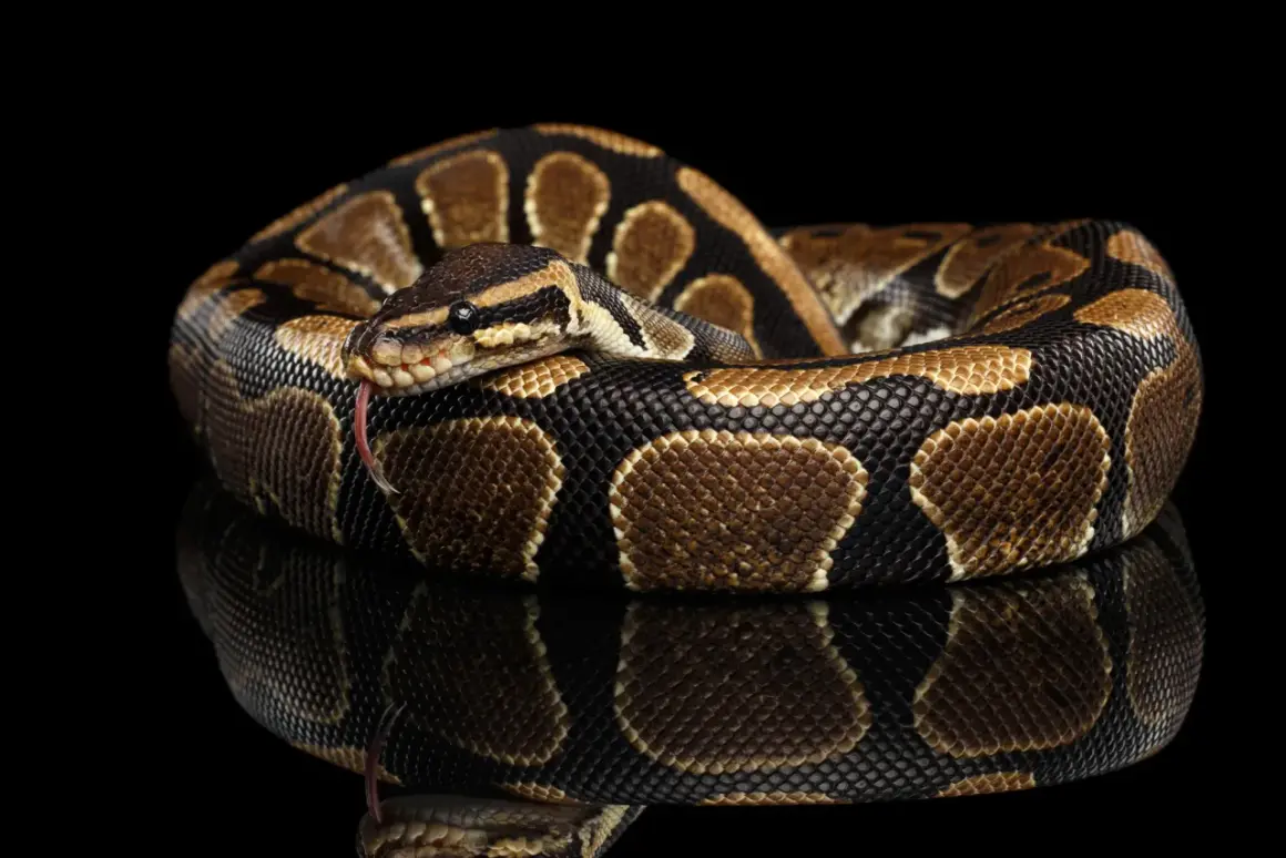 Python Królewski: Jak wybrać i wyposażyć idealne terrarium?