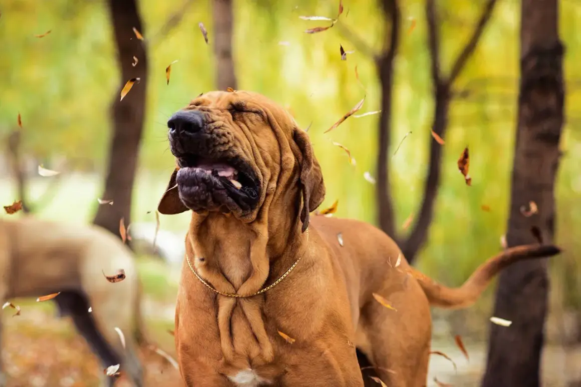 Perro con cara de sorpresa y hojas cayendo, parece que está experimentando un estornudo inverso.