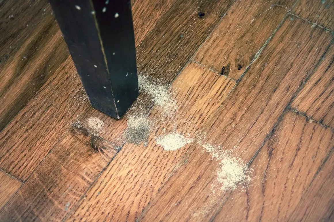 Segni di un tarlo insetto sul parquet. La polvere fine indica la presenza di questi parassiti nel legno.