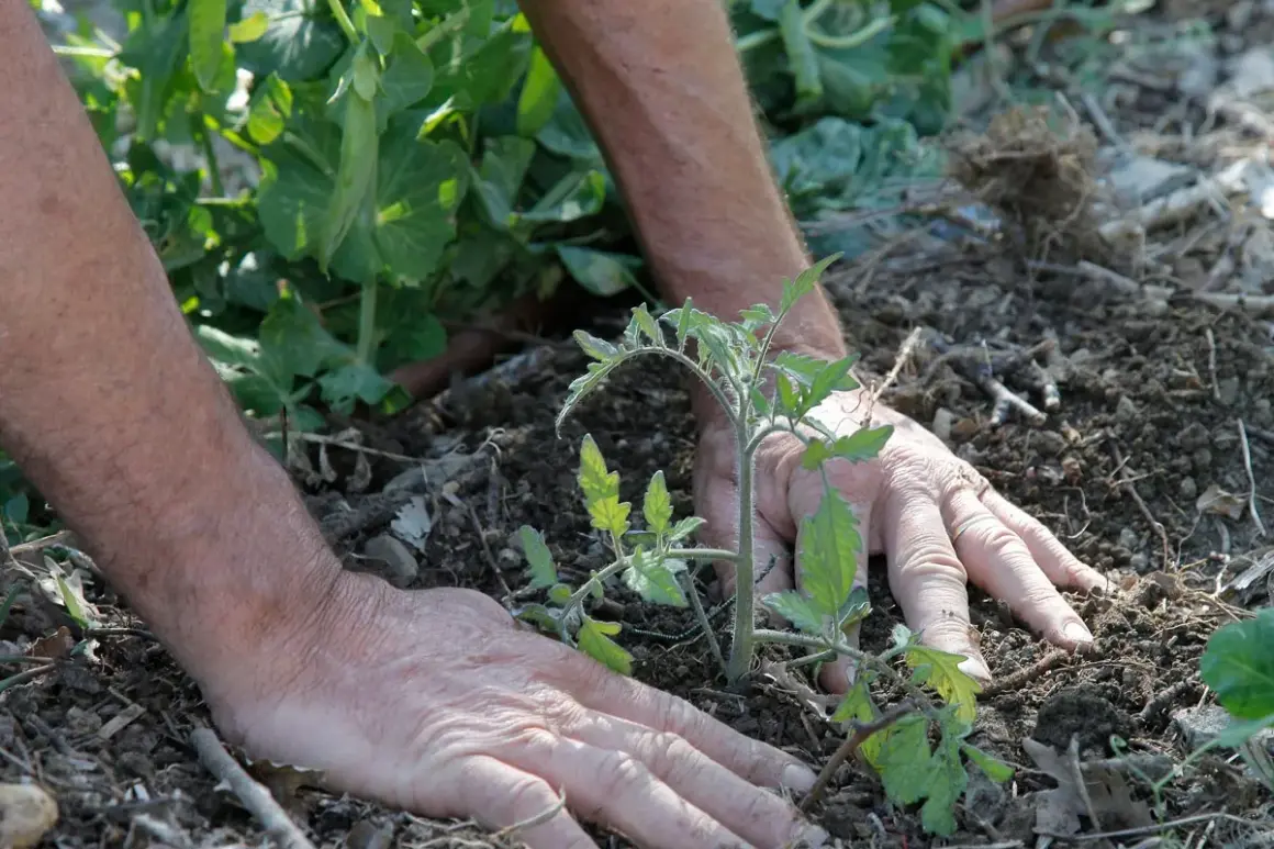 Mains expertes guidant un jeune plant de tomate dans la terre. Apprenez comment planter des tomates en pleine terre pour un jardin florissant.