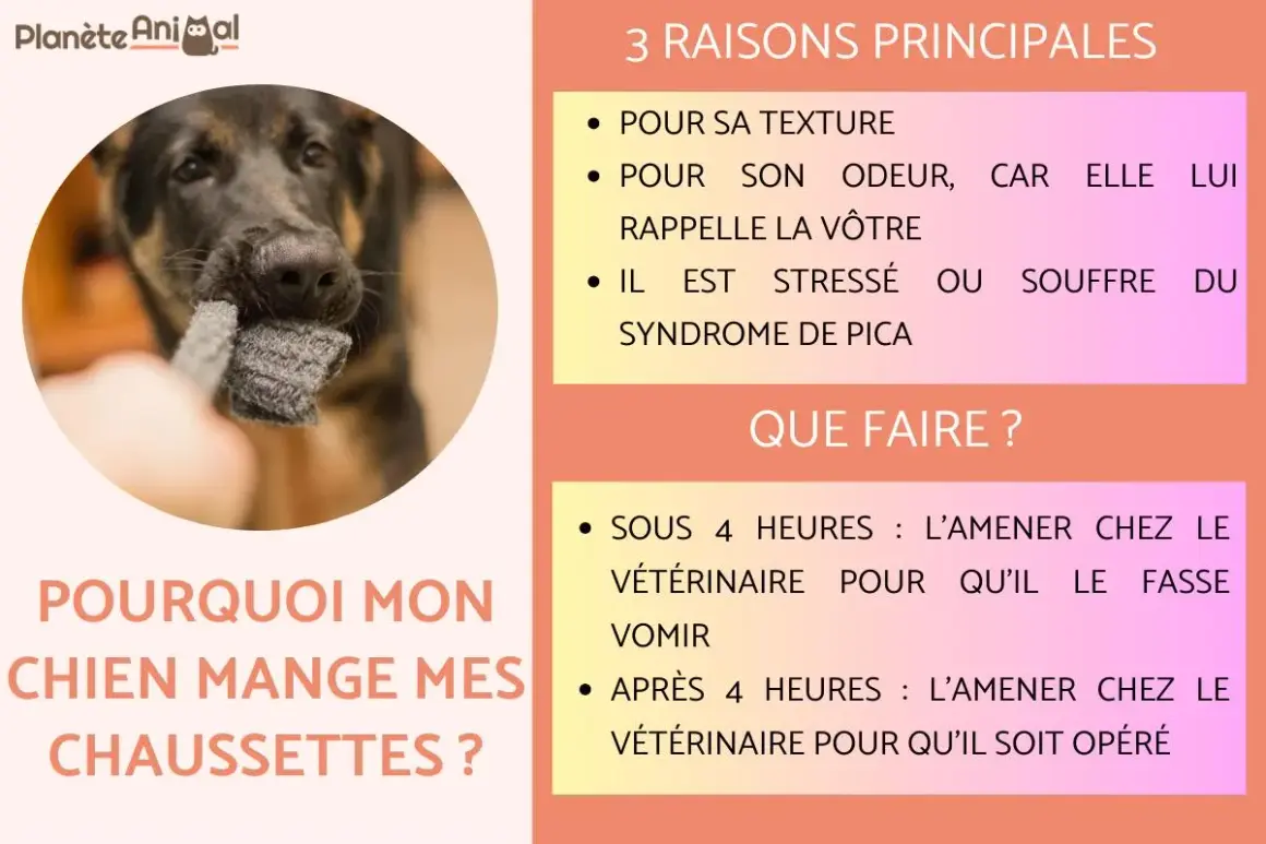 Un chien mâchouille une chaussette grise. Mon chien a mangé une chaussette, il faut l'emmener chez le vétérinaire.