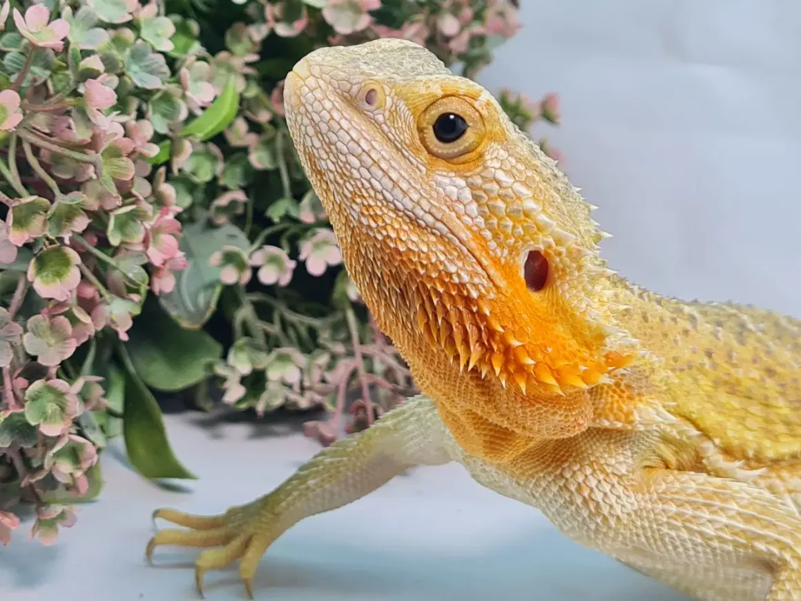 Agama brodata w odcieniach żółci i pomarańczu, z delikatnymi różowymi kwiatami w tle. Jej łuski mienią się w słońcu, ukazując bogactwo **agamy brodatej kolory**.