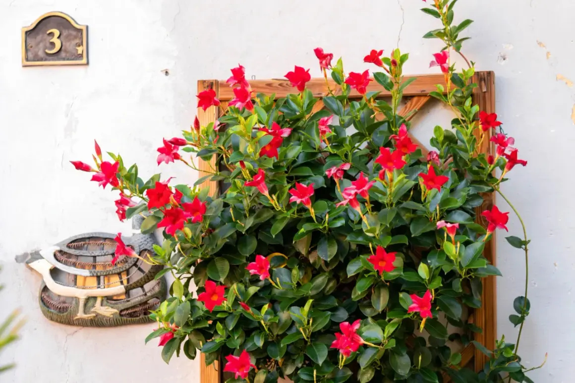 Splendide piante da balcone perenni ricadenti con fiori rossi vivaci su una parete bianca, accanto a un numero civico "3".