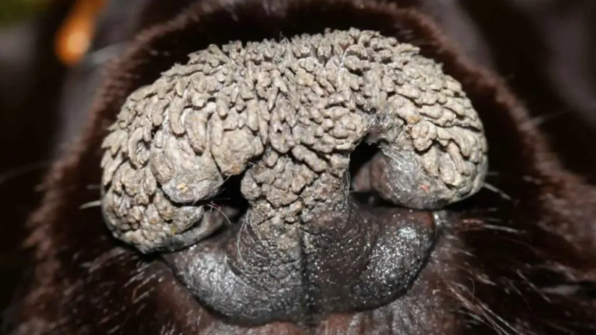 Primer plano de la nariz de un perro con hiperqueratosis en las almohadillas, mostrando un crecimiento escamoso y rugoso.