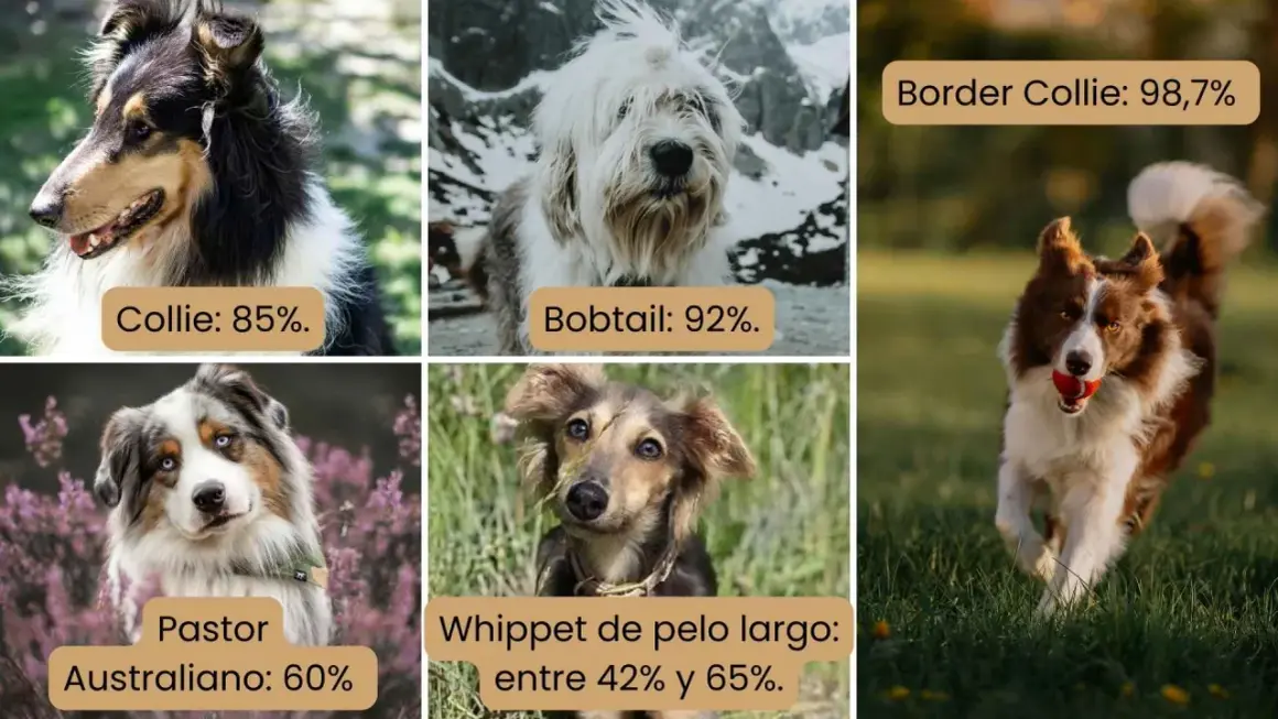 Perros Collie, Bobtail, Pastor Australiano, Whippet y Border Collie. El gen MDR1 es más común en Border Collies (98,7%).