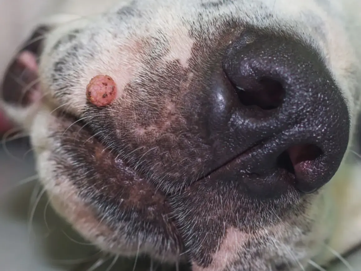 Primer plano del hocico de un perro, mostrando una verruga en la piel.