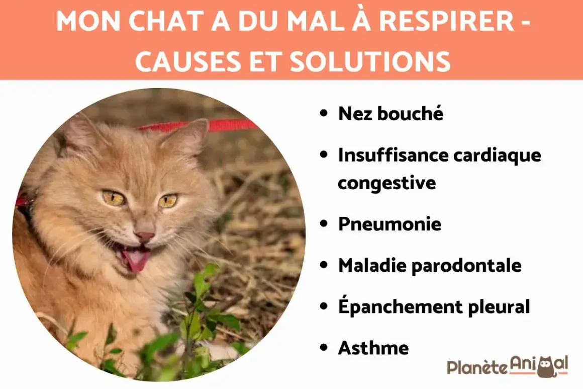 Un chat roux aux yeux jaunes semble avoir du mal à respirer. La liste des causes et solutions pour comment soulager un chat qui a du mal à respirer inclut nez bouché, insuffisance cardiaque, pneumonie, etc.