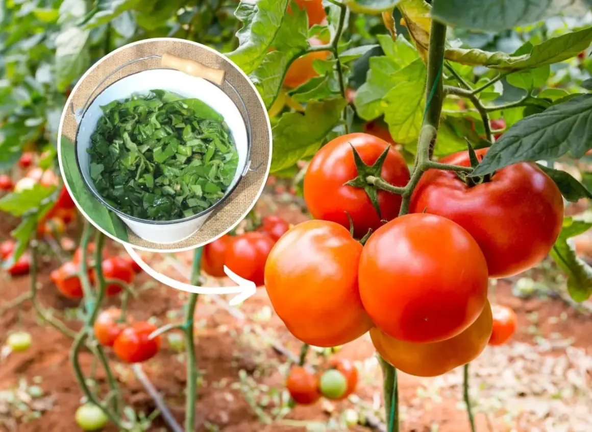 Naturalny nawóz z zielonych liści, idealny jako potas do pomidorów. Dojrzałe pomidory na krzaku.
