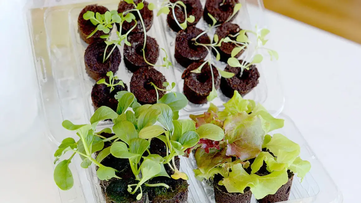 Små plantor i torvpluggar, redo för harvy odling. Gröna blad och spirande skott i plastbehållare.