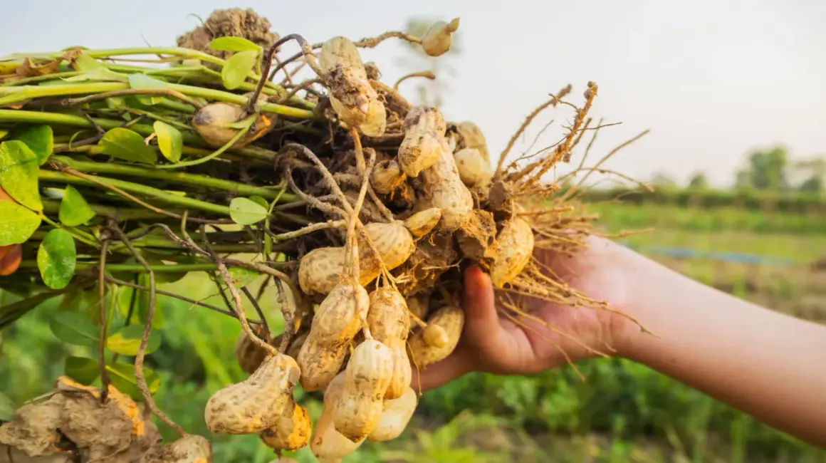 Eine Hand hält frisch geerntete Erdnüsse, die botanisch gesehen keine Nüsse sind.