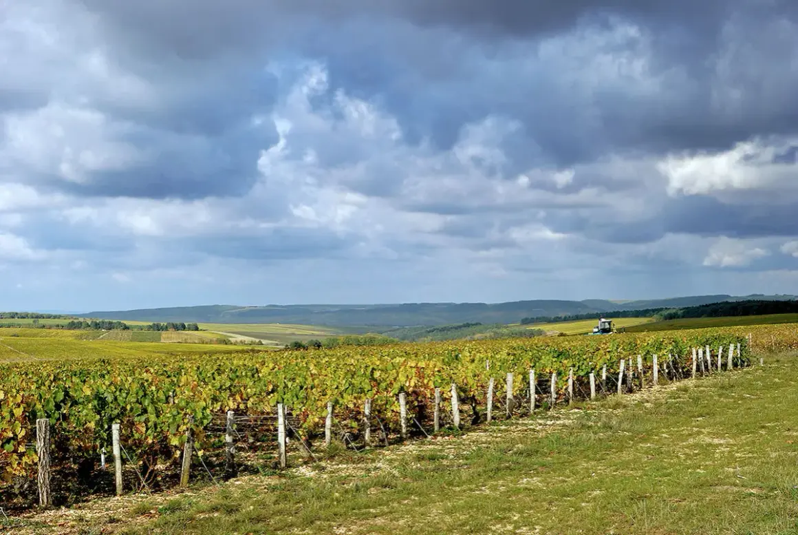 Weite Weinberge unter dramatischem Himmel. Im Vordergrund ranken sich die Reben der Chablis-Rebsorte, im Hintergrund ein Traktor.