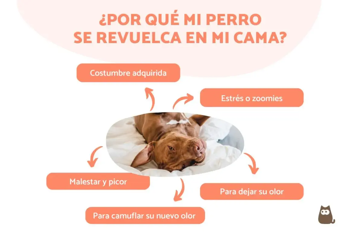 Un perro marrón se revuelca en la cama, explorando por qué mi perro no para de dar vueltas por la noche: estrés, picor o para dejar su olor.