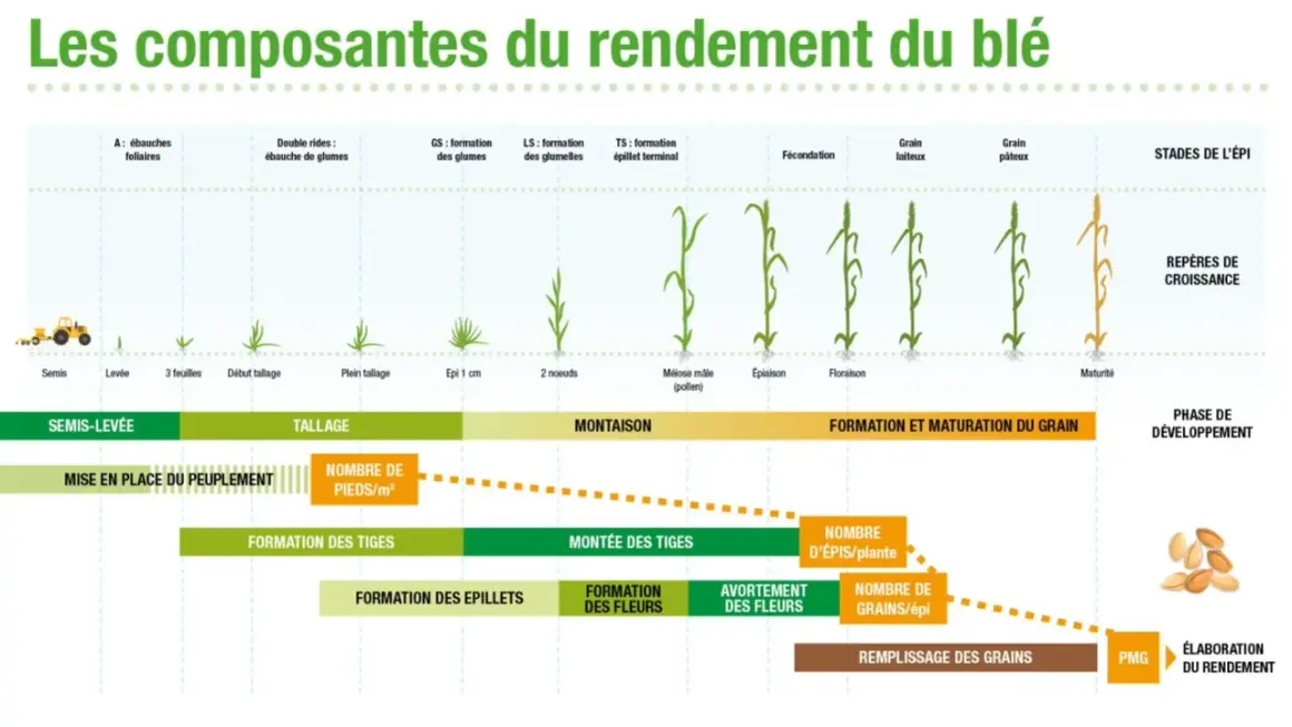 Schéma illustrant les étapes de croissance du blé, de la semence à la maturité, et les facteurs influençant le rendement.
