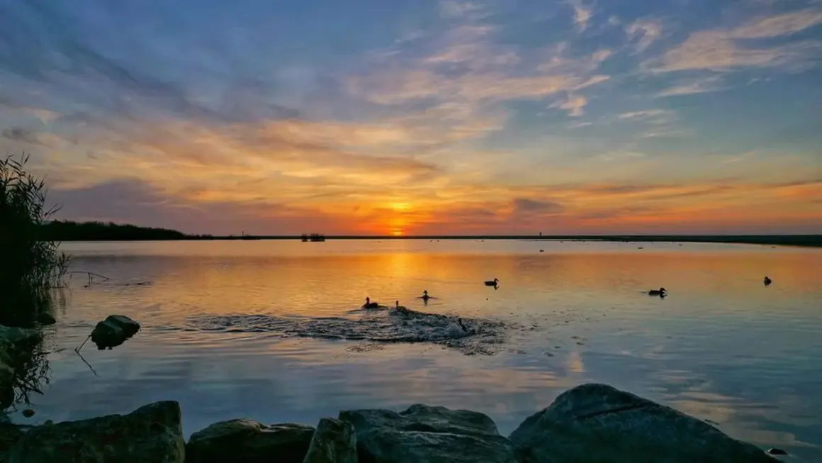 Atardecer en la laguna de Puerto Rey. Patos nadan en aguas tranquilas reflejando el cielo anaranjado.