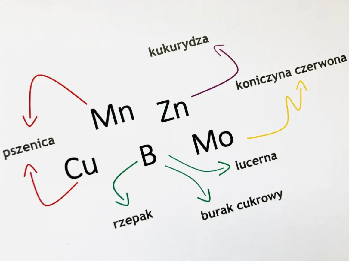Schemat przedstawia zależności między roślinami (pszenica, kukurydza, rzepak, lucerna, burak cukrowy, koniczyna czerwona) a pierwiastkami (Cu, Mn, Zn, B, Mo), ilustrując ich rolę jako makro i mikroelementy.