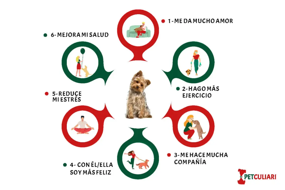 Los beneficios de tener un perro: amor, ejercicio, compañía, felicidad, menos estrés y mejor salud. Un Yorkshire terrier en el centro.