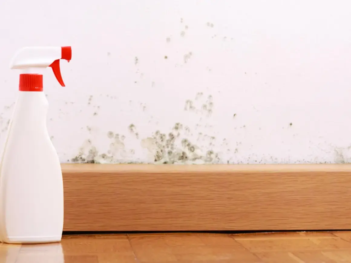 Sprühflasche neben schimmeliger Wand. Hilfe bei Stockflecken entfernen, auch in der Waschmaschine.
