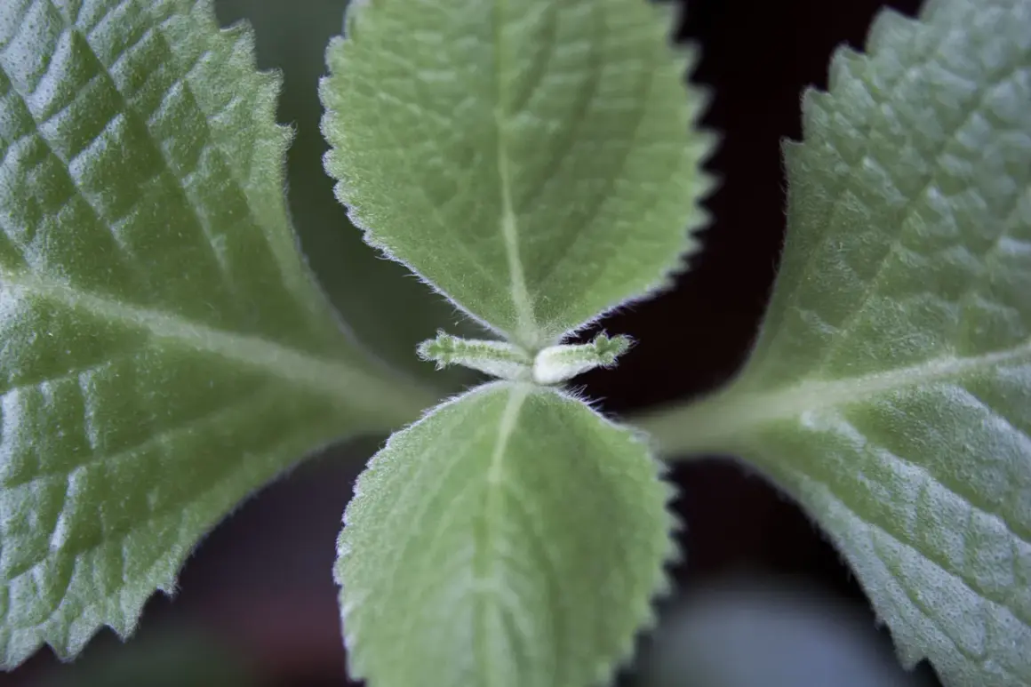 Närbild på sammetslena blad från kubansk oregano, med tydliga nerver och tandade kanter.