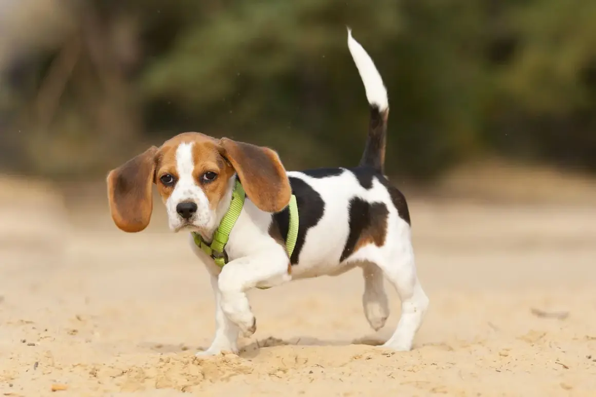 Un cachorro beagle con arnés verde camina sobre la arena. Parece que mi perro cojea de una pata delantera, pero sigue adelante con curiosidad.