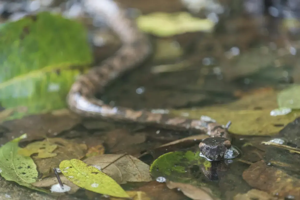 Tête de vipère émergeant de l'eau parmi les feuilles mortes, un danger potentiel pour un chien.