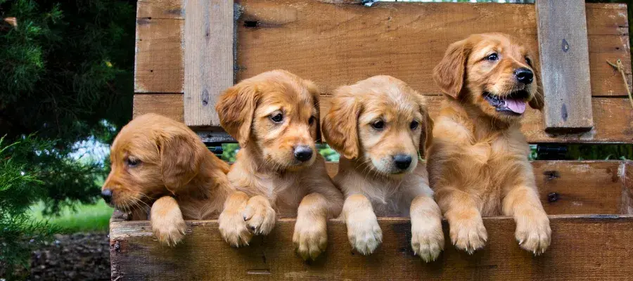 Ile karmy dla szczeniaka golden retriever - uniknij błędów w dawkowaniu