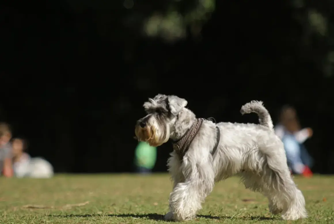 Un schnauzer miniatura, con su característico temperamento juguetón, pasea por el césped.