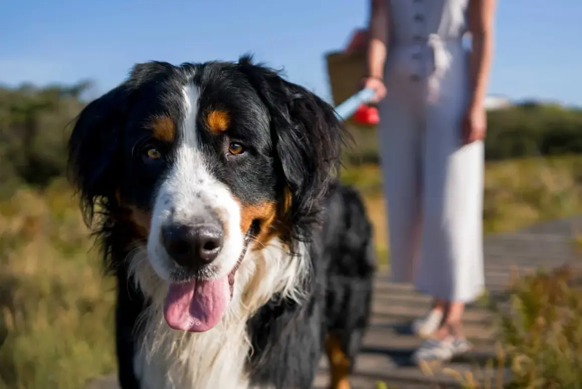 Un perro de montaña Bernés, uno de los nombres de razas de perros grandes, sonríe con la lengua fuera mientras una persona se mantiene a distancia.