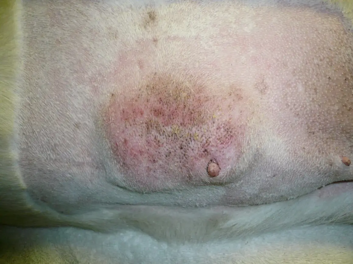 Lesión cutánea en abdomen de perro, posible indicio de cáncer de mama en perros. Se observa inflamación y un nódulo.