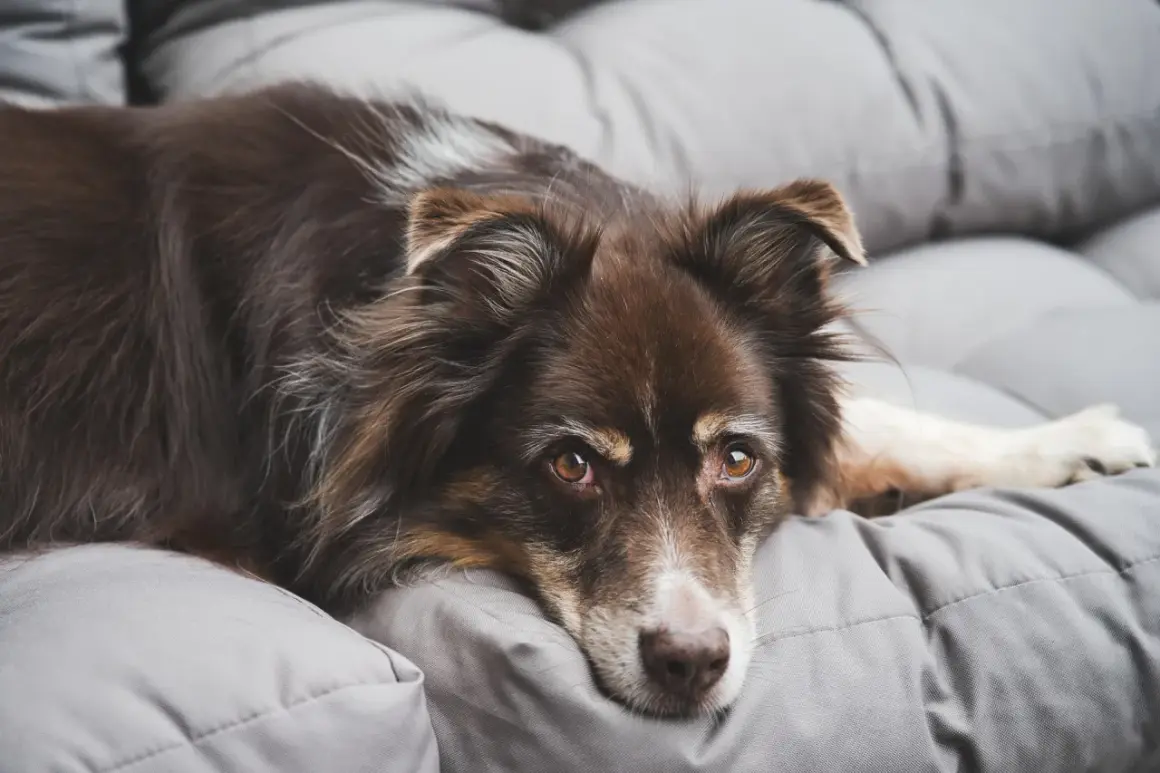 En brun hund vilar på en grå kudde. Ett hotell med djur där hunden verkar trivas.