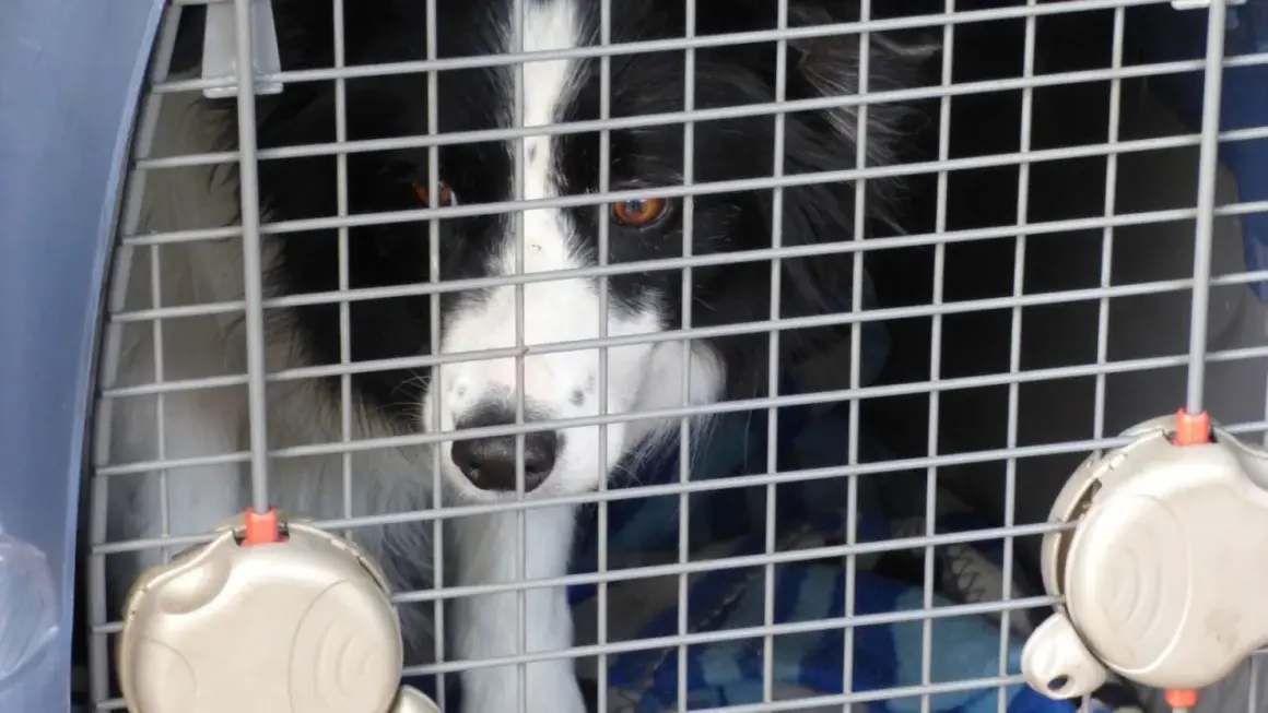 Un chien border collie attend patiemment dans une cage norme IATA, prêt pour son voyage.