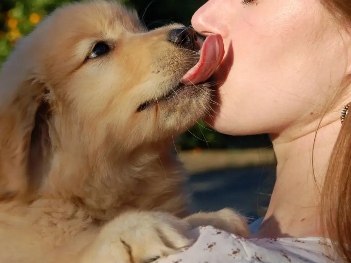 Un tierno cachorro golden retriever lame la nariz de una persona. Es una muestra de afecto, una pregunta de "porque mi perro me lame".