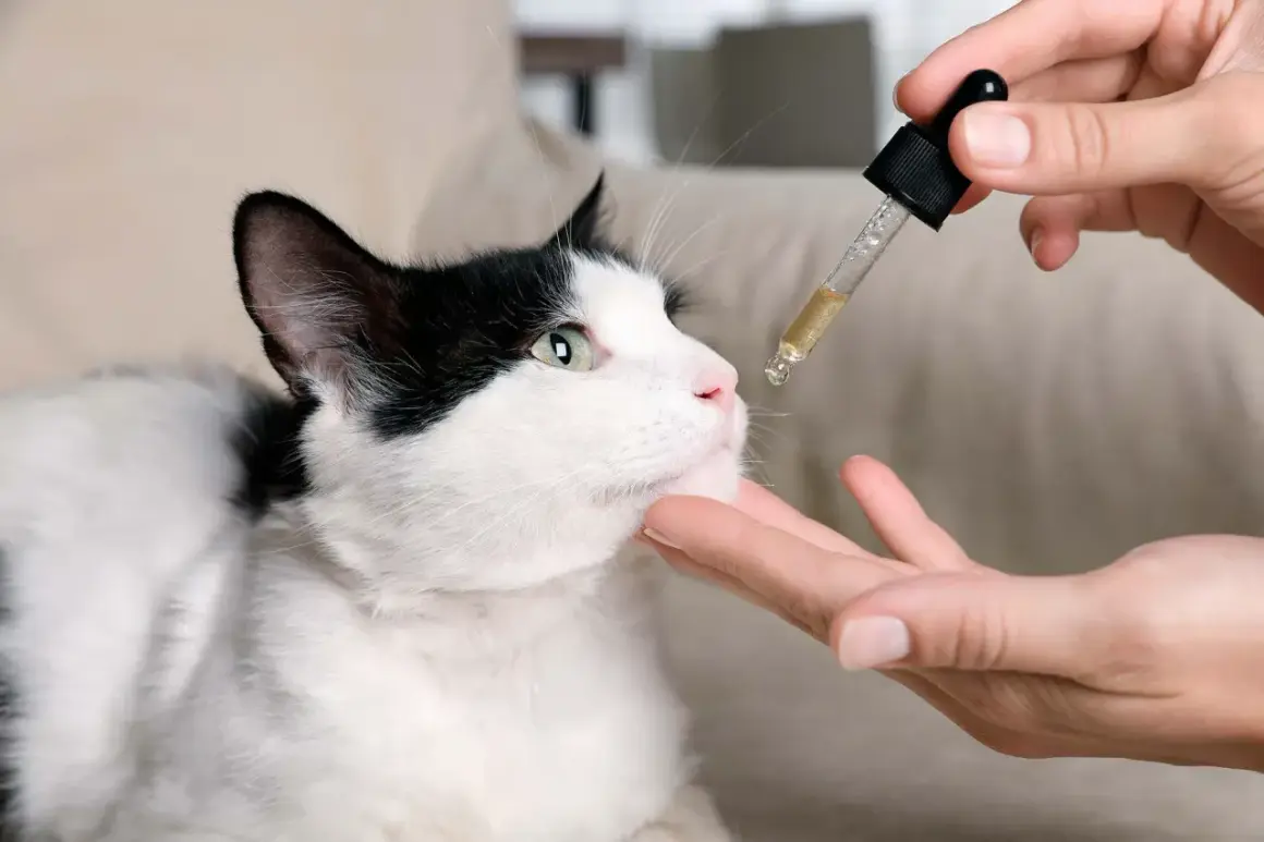 Un chat noir et blanc regarde une pipette de CBD. On administre le produit, en espérant éviter les cbd chat effets secondaires.
