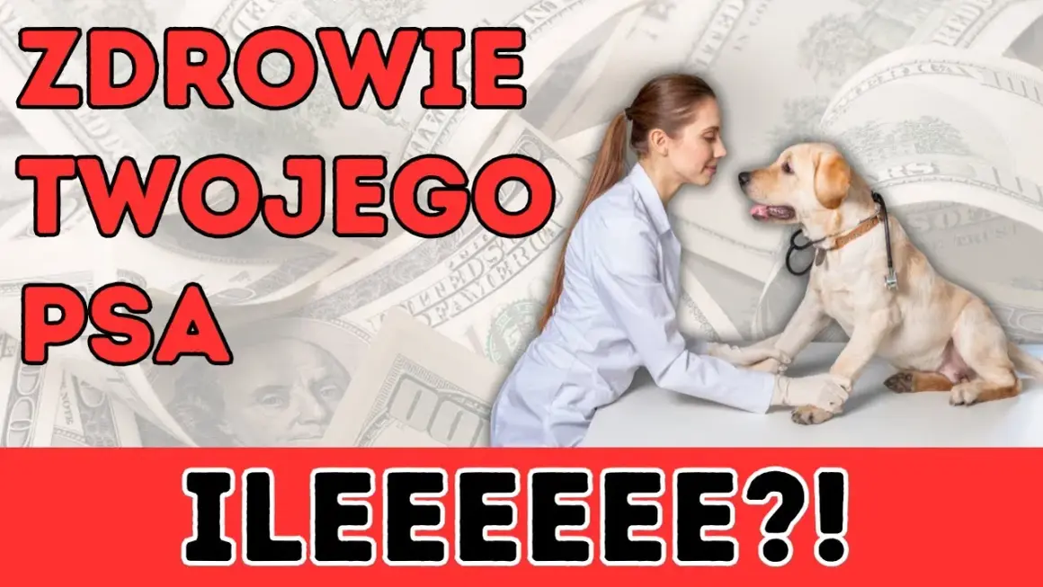 Kroplówka dla psa: Koszt, wskazania i jak oszczędzić na leczeniu?