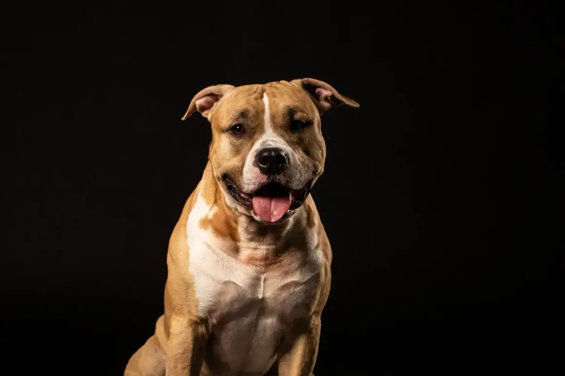 Uśmiechnięty amerykański pitbull terrier z językiem na wierzchu, na czarnym tle.