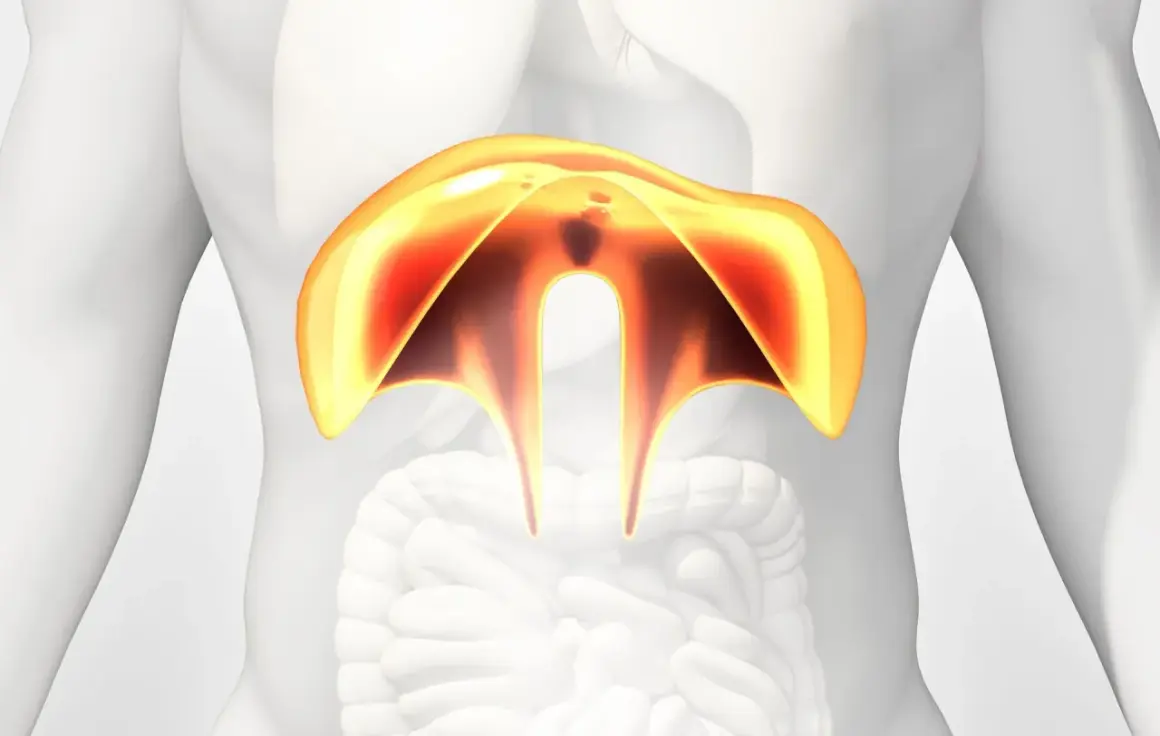 Anatomical illustration showing the diaphragm, a muscle involved in breathing. This image can help visualize conditions like przepuklina piersiowa.