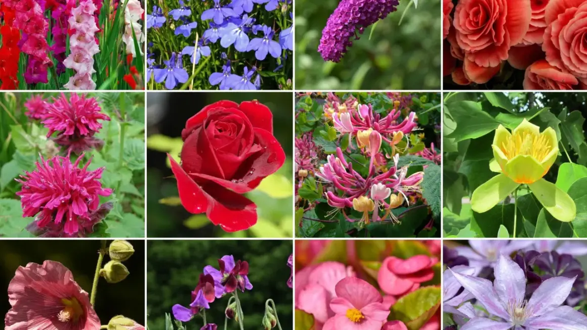 Kolorowe kwiaty, co kwitnie w lipcu: mieczyki, róże, budleja, lobelia, wiciokrzew, tulipanowiec, malwa, groszek pachnący, begonia, powojnik.