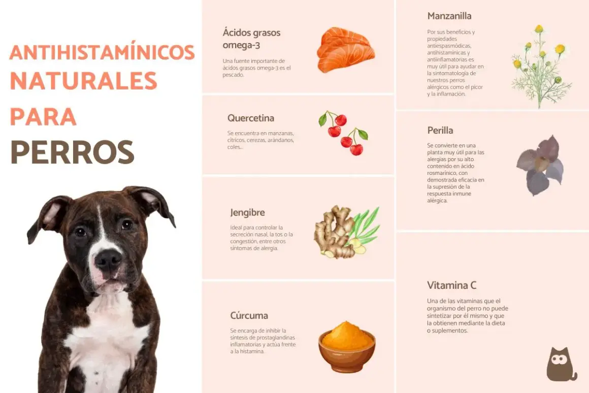 Mi perro tiene alergia, ¿qué le puedo dar? Elige entre ácidos grasos omega-3, quercetina, jengibre, cúrcuma, manzanilla, perilla o vitamina C.