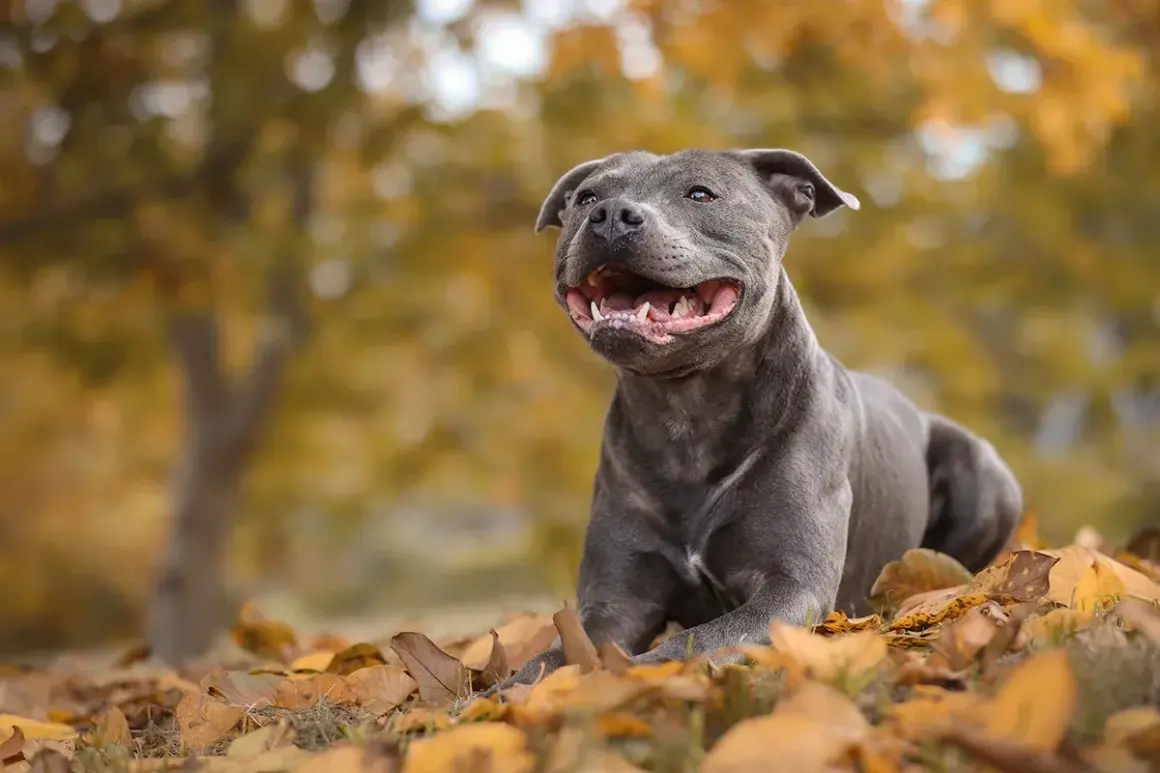 Un joyeux chien staff, au pelage gris, est couché dans des feuilles d'automne dorées.
