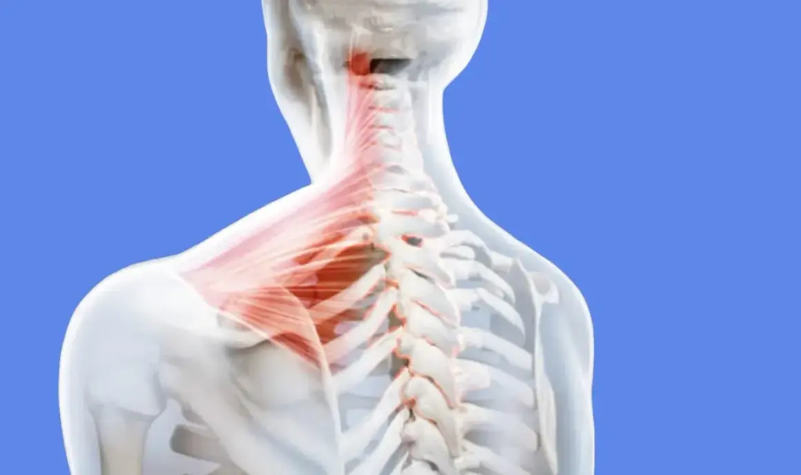Vue anatomique du grand muscle du haut du dos, mettant en évidence la colonne vertébrale et les muscles du cou en rouge.