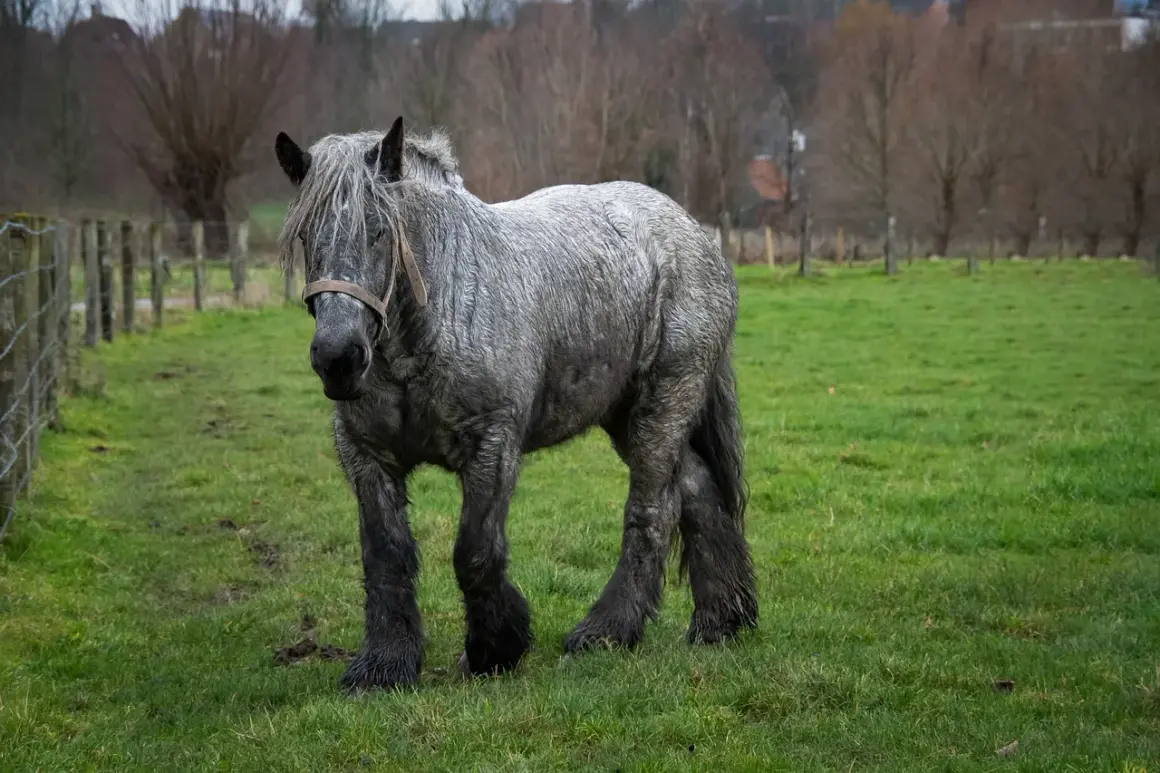 Un maestoso cavallo da tiro gigante, dal manto grigio e la criniera fluente, pascola in un prato verde.