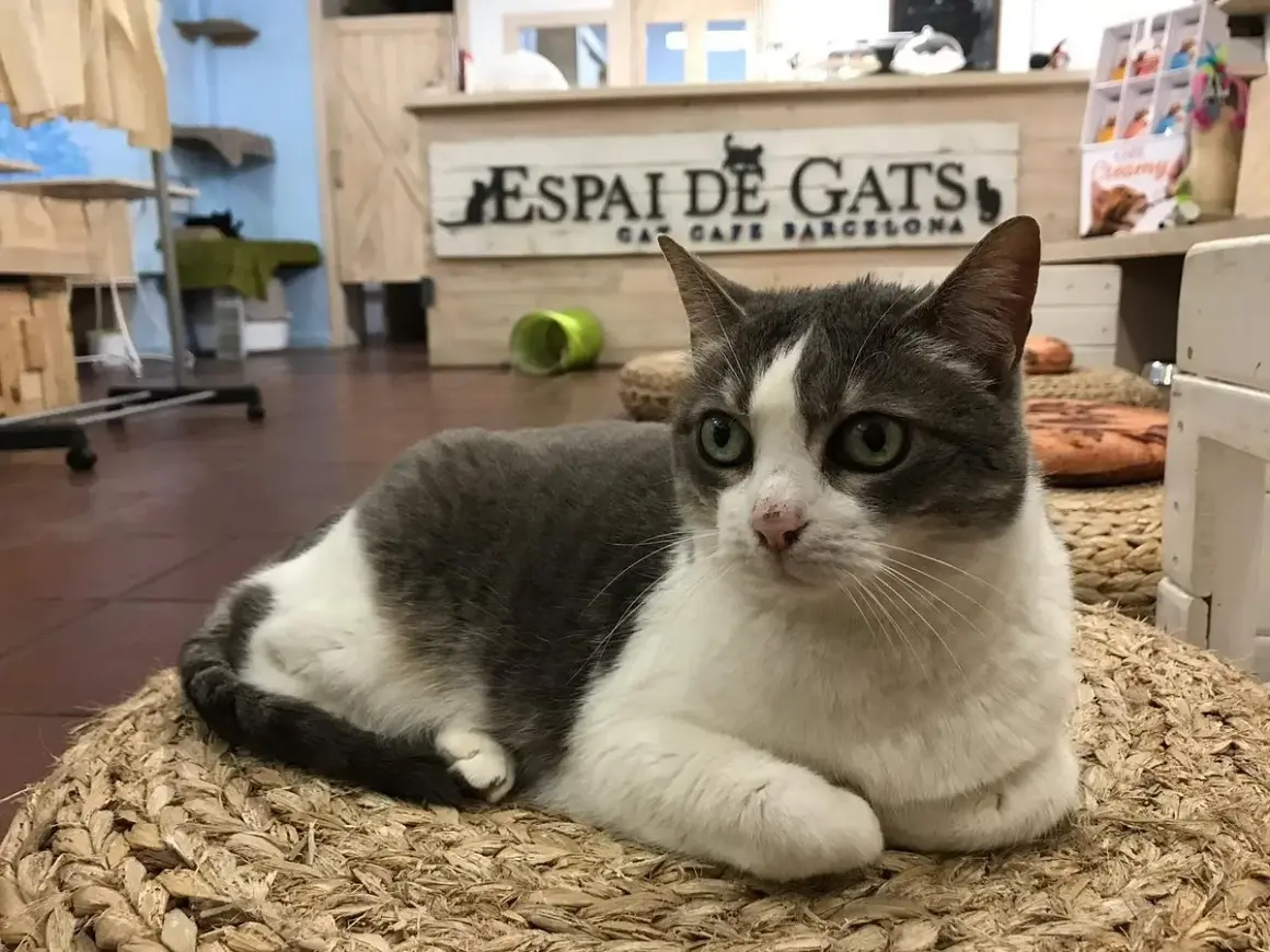 Un gatto grigio e bianco riposa su un cuscino intrecciato nel felina club barcellona, "Espai de Gats".
