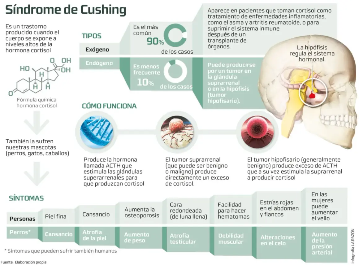 Infografía sobre el síndrome de Cushing, sus tipos, causas y síntomas en humanos y perros.