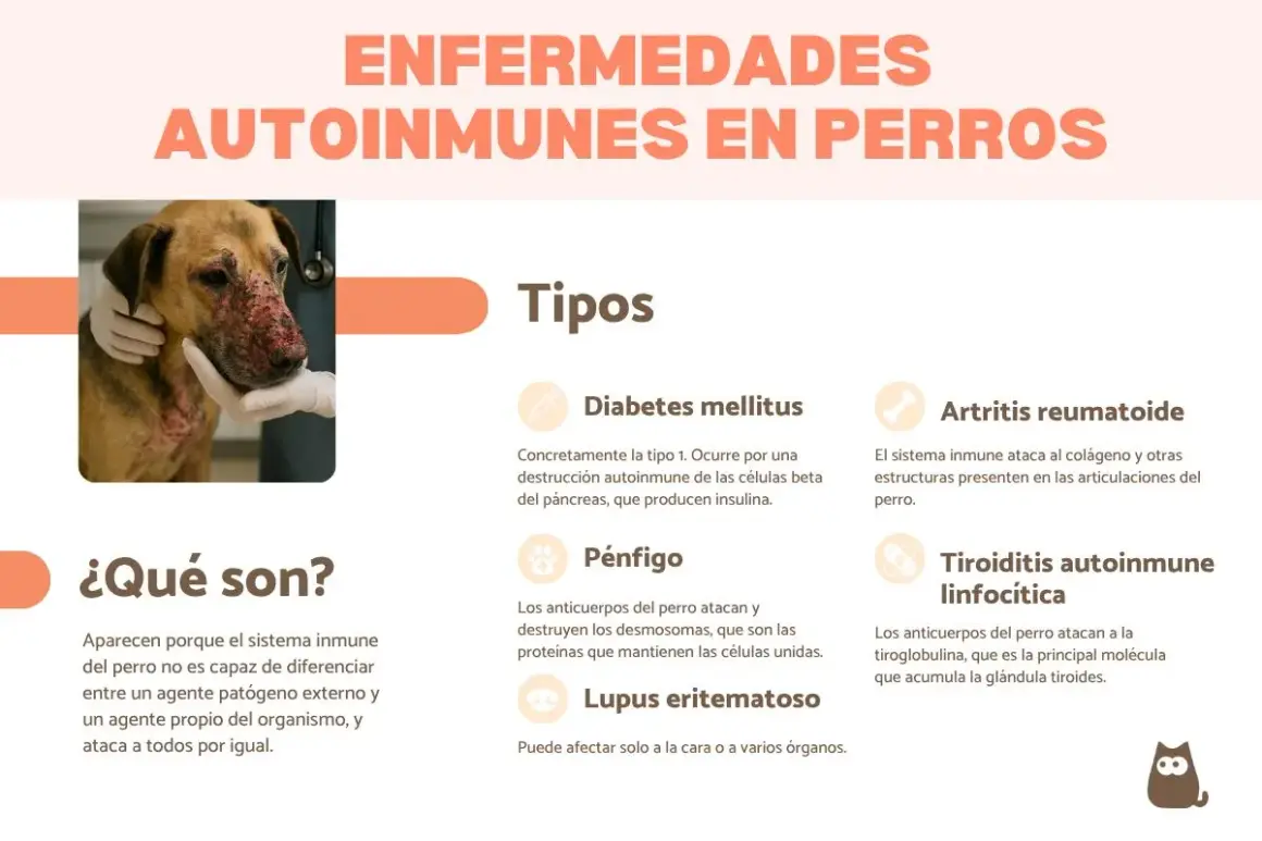 Un perro con lesiones faciales, indicativo de una enfermedad autoinmune en perros. La imagen detalla tipos como diabetes, pénfigo y artritis.